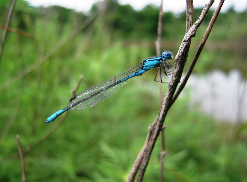 Blue damsel fly