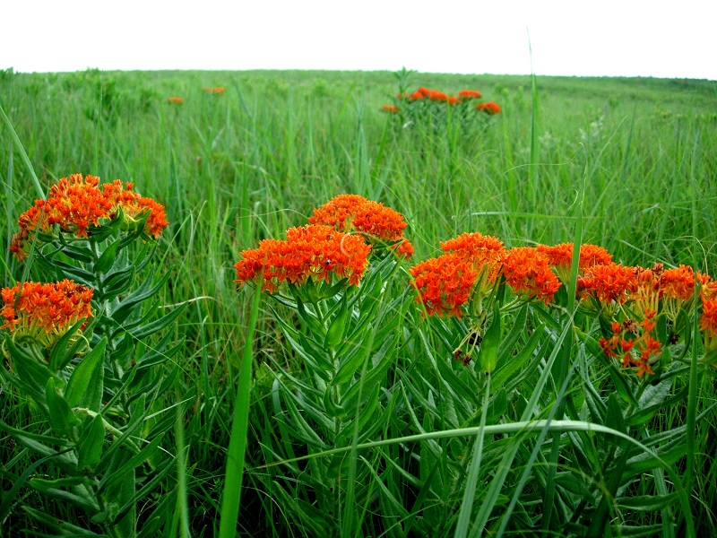Milkweed Butterfly