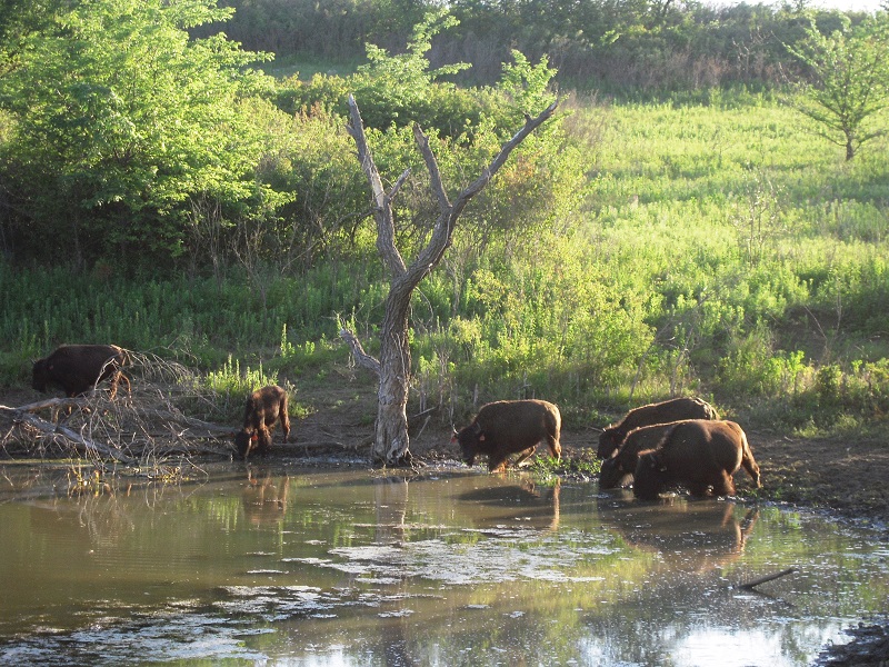 Bison Drinking