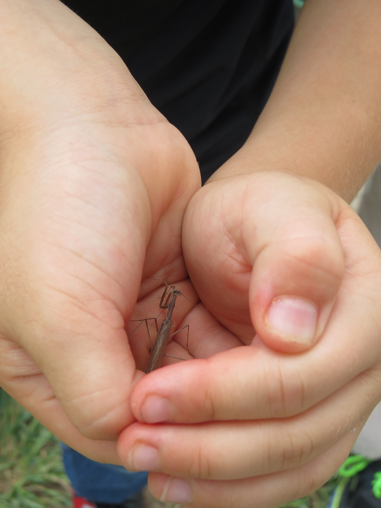 Boy_with_praying_mantis
