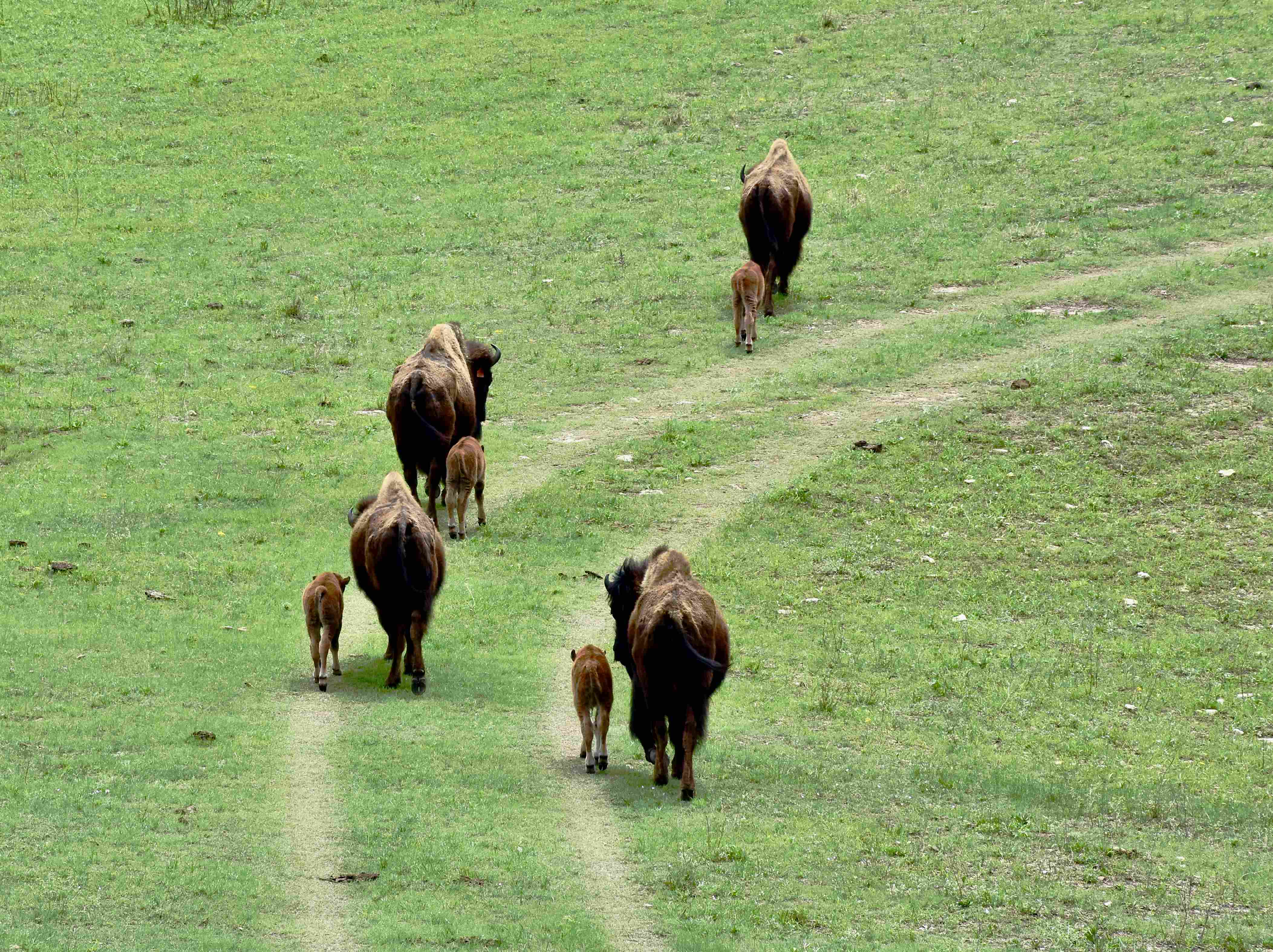 Bison and Calf Walking on the Prairie - photo by Barbara Van Slyke Bison and Calf Walking on the Prairie