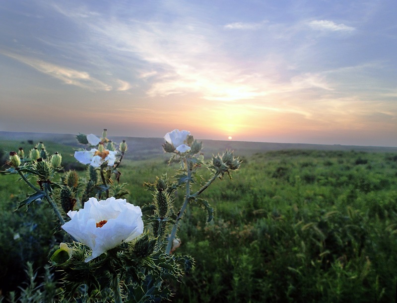 Prairie Sunrise photo by Eva Horne