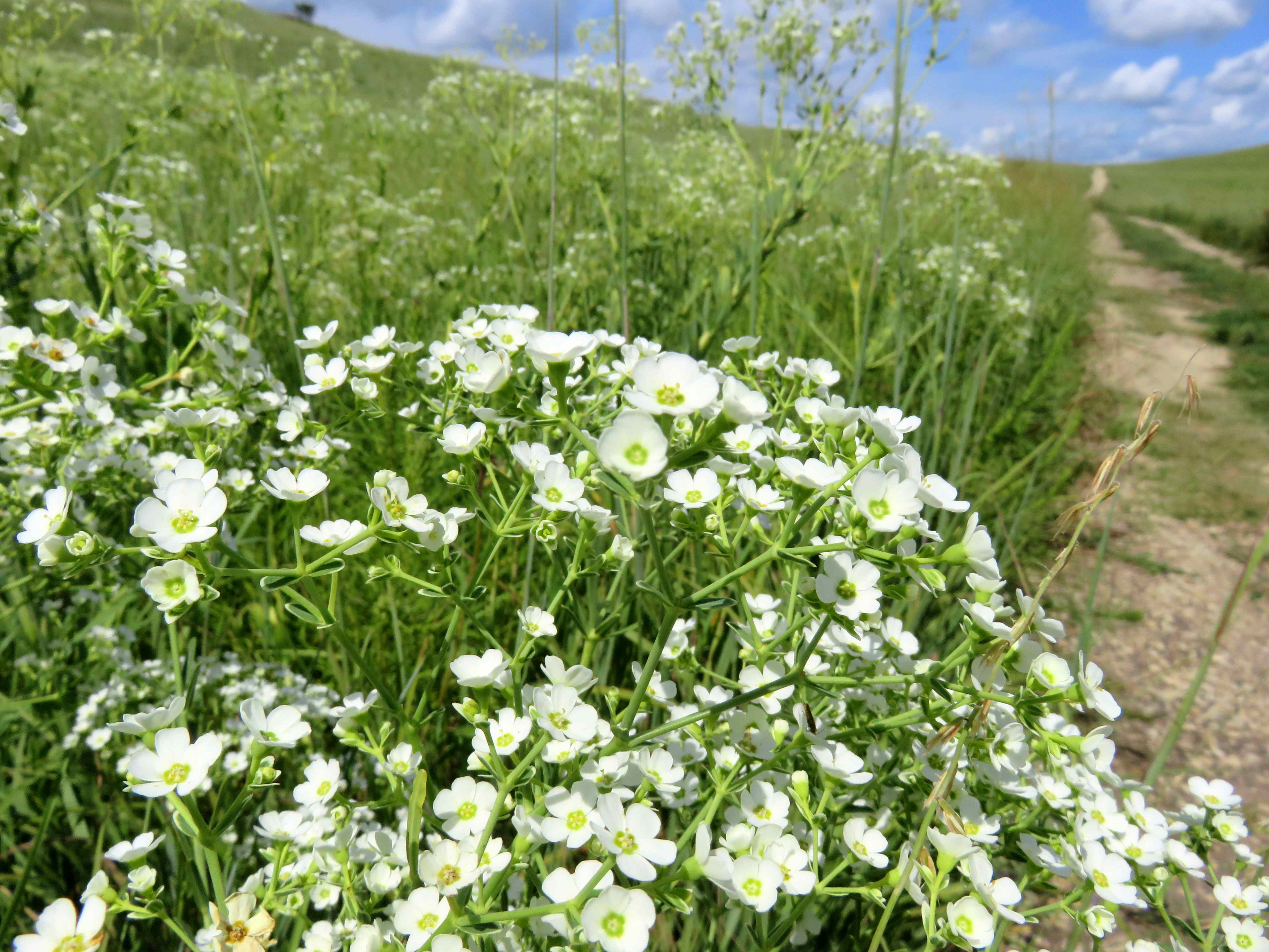 Flowering Spurge