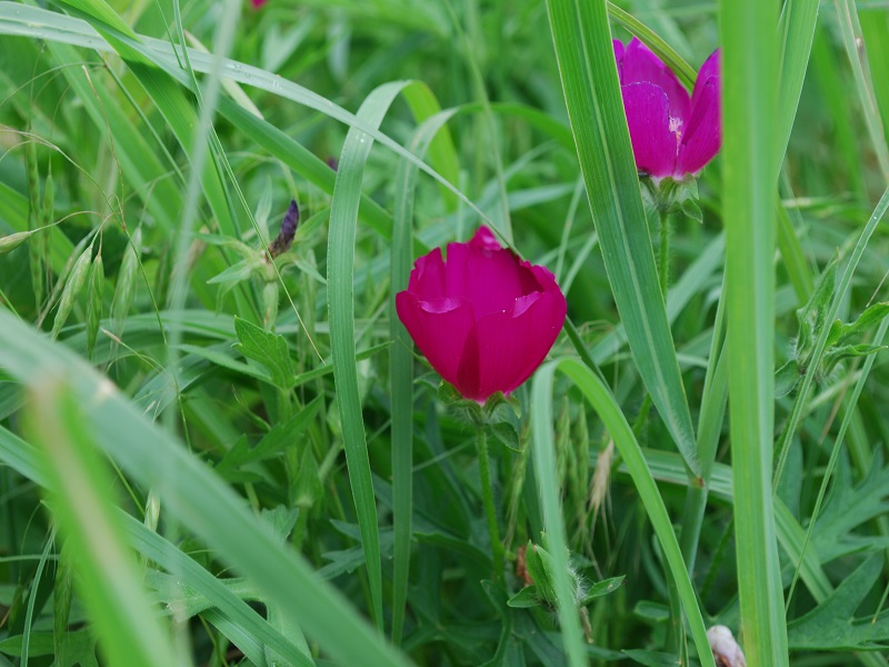callirhoe_komatsu