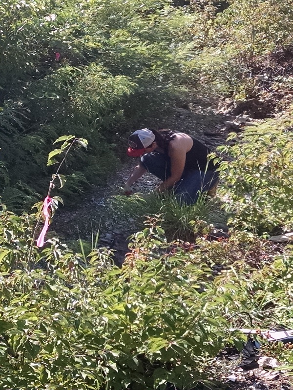 dogwood_collection_N1B_stream dogwood_collection_N1B_stream